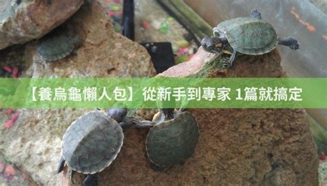 烏龜怎麼養|【養烏龜懶人包】：從新手到專家，1篇就搞定